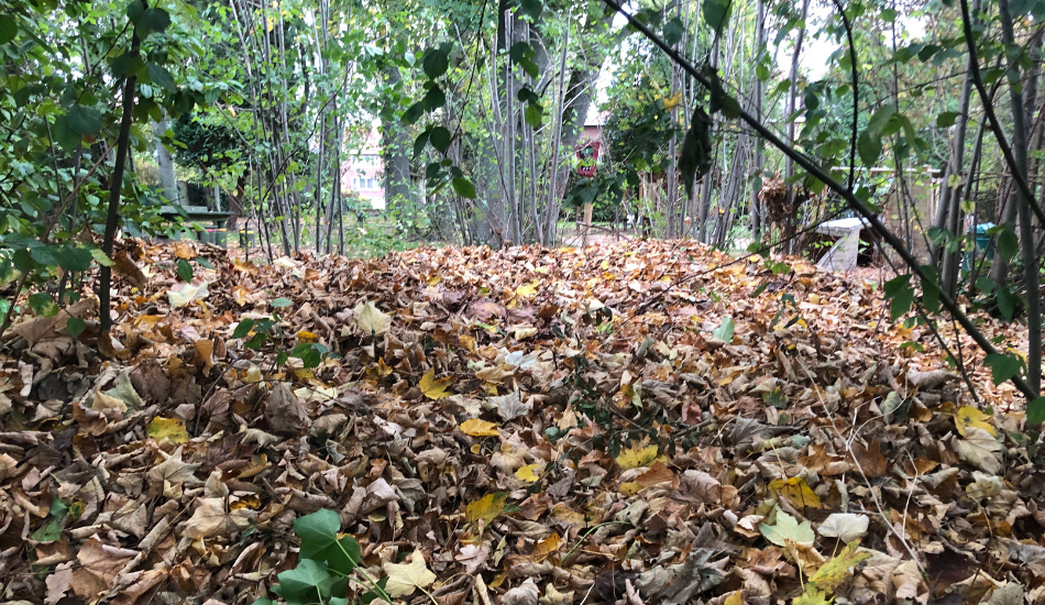 Woluwe1150_ Feuilles mortes 1.2