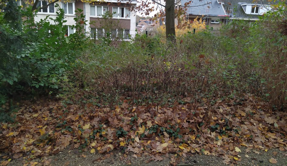 Woluwe1150_ Feuilles mortes 1.3